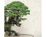 Обои Decori Decori Дзен 72909