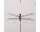 Обои Andrea Rossi Cavolli 54426-6