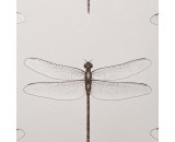 Обои Andrea Rossi Cavolli 54426-2