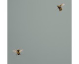 Обои Andrea Rossi Cavolli 54419-7