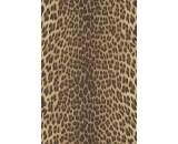 Обои Roberto Cavalli Roberto Cavalli 9 21041