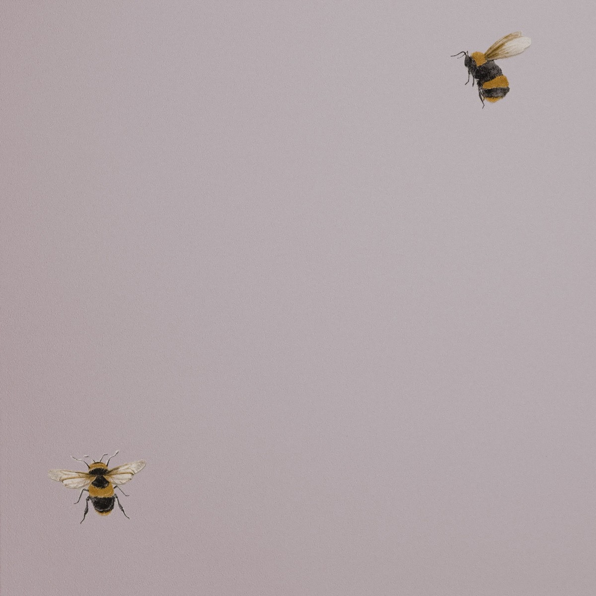 Обои Andrea Rossi Cavolli 54419-5 Обои Andrea Rossi Cavolli 54419-5