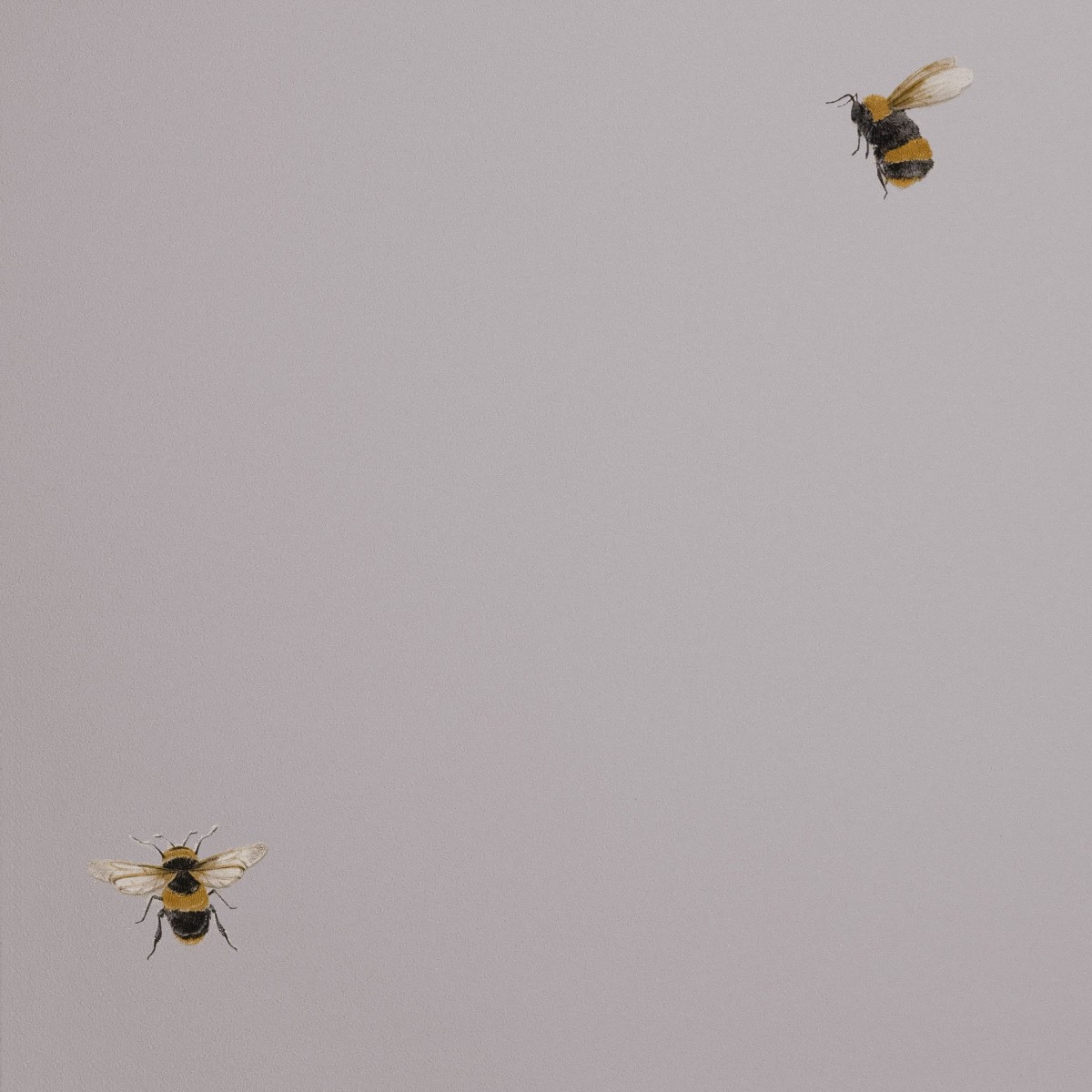 Обои Andrea Rossi Cavolli 54419-4 Обои Andrea Rossi Cavolli 54419-4