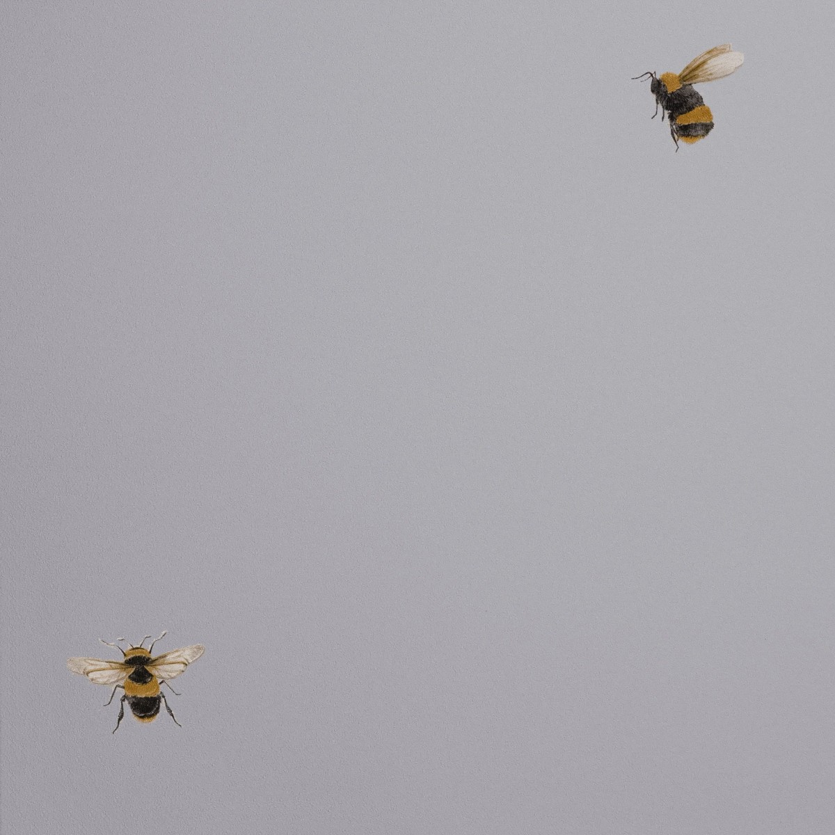 Обои Andrea Rossi Cavolli 54419-6 Обои Andrea Rossi Cavolli 54419-6