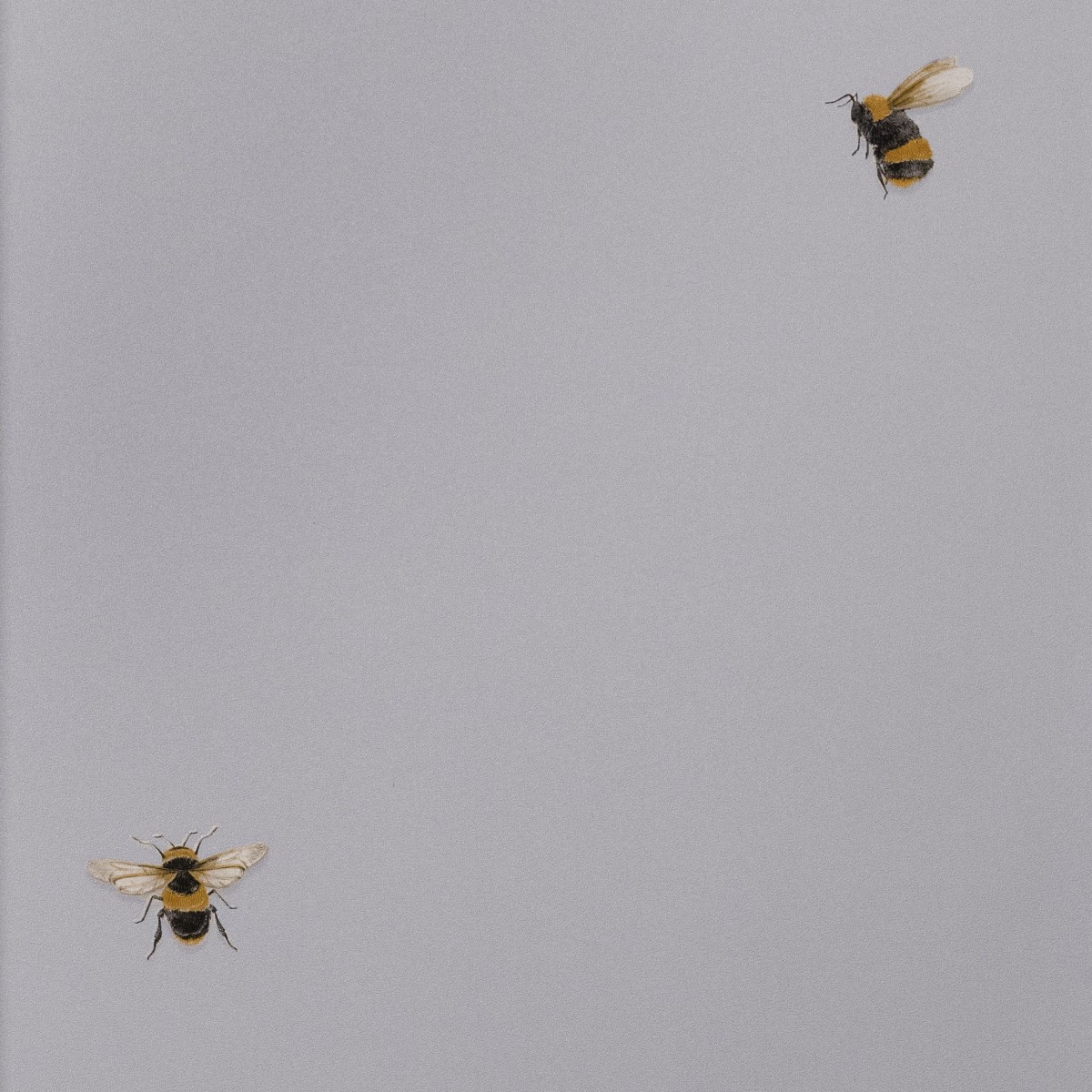 Обои Andrea Rossi Cavolli 54419-3 Обои Andrea Rossi Cavolli 54419-3